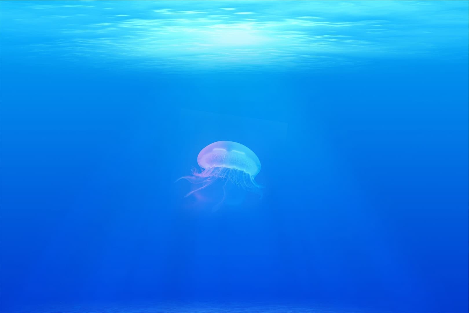 jellyfish-698521_1920.jpg